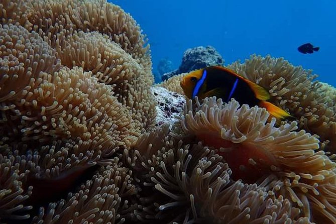 Combo Diving and Snorkeling Half-Day Tour - Stops 2 and 3: two snorkeling sites picked for your group