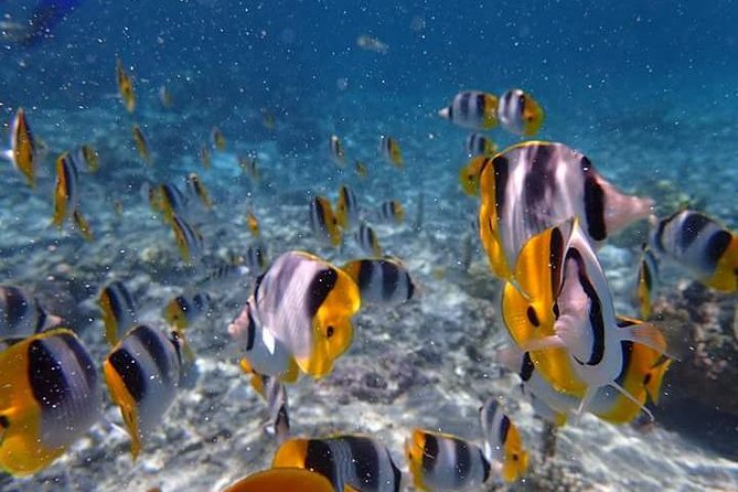 Combo Diving and Snorkeling Half-Day Tour - Value at $950 per group, up to two people