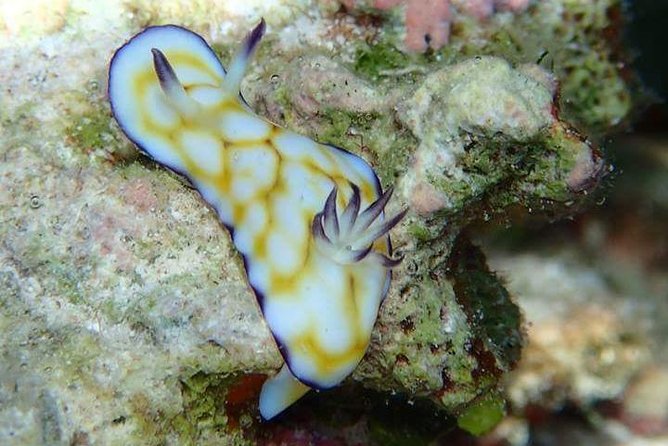 Combo Diving and Snorkeling Half-Day Tour - Who should book this tour, and who should rethink it
