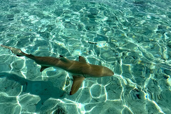 Crazy sea horse Bora Bora Comfortable boat, snorkeling and lunch - Snorkeling with rays and sharks, what to expect in practice