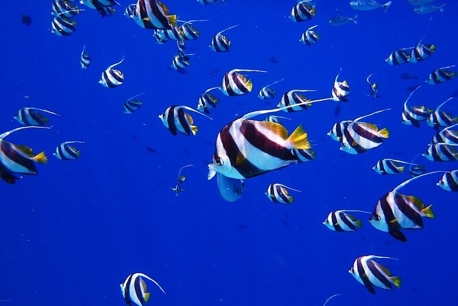 Discover the Beauty of Polynesian Waters by Boat and Snorkeling - Why this Tahiti boat and snorkeling trip feels like good value