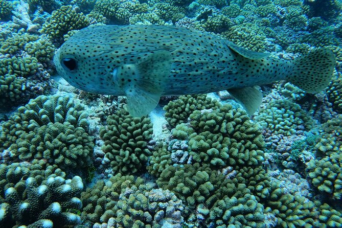 Discover the Beauty of Polynesian Waters by Boat and Snorkeling - Duration and pacing: 2 hours 30 minutes with two real experiences