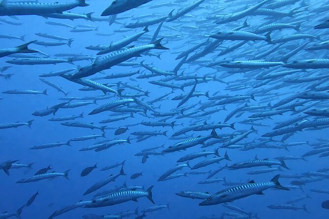 Discover the Beauty of Polynesian Waters by Boat and Snorkeling - Who should book this, and who might want to skip it