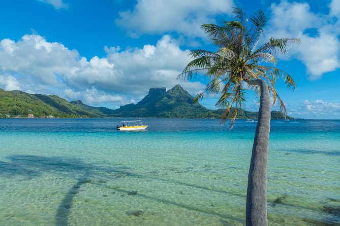 Discover the black pearl in Bora Bora - Opening the oysters: the moment your black pearl shows up