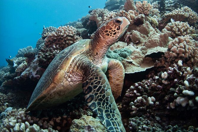 Diving day - The 4-hour “two-stop” plan on ocean and lagoon terrain