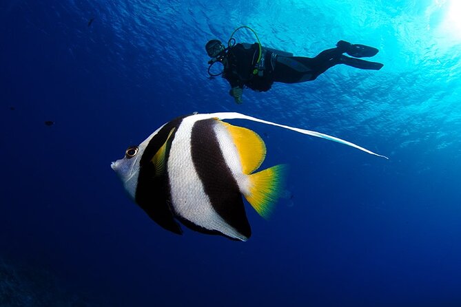 Double Diving Adventure Exploration for Certified Divers - Where to start in Tahiti: InterContinental convenience and an 8:00 am kickoff