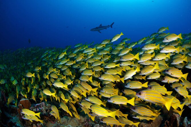 Double Diving Adventure Exploration for Certified Divers - Two successive underwater sessions: how ocean and lagoon reef time can vary