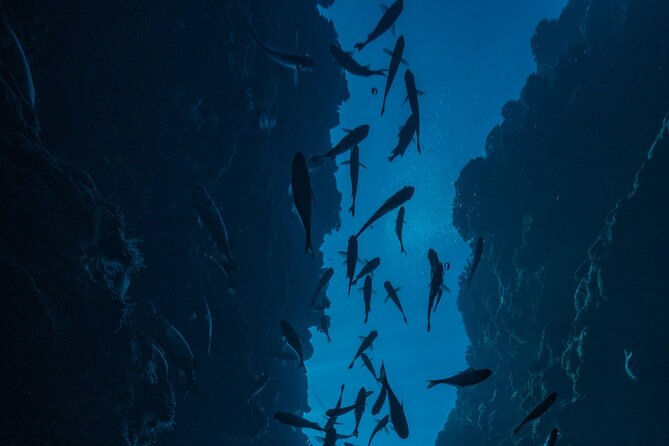 Double Diving Adventure Exploration for Certified Divers - Wildlife spotting without getting lost: what you might see