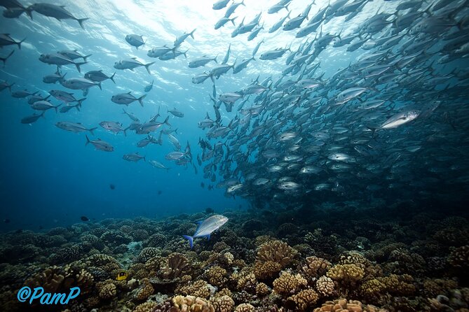 Double Diving Adventure Exploration for Certified Divers - Boats, timing, and the value of a small-group format