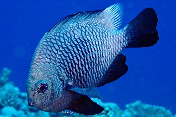 Double Diving Adventure Exploration for Certified Divers - Weather, fitness, and smart planning before you go