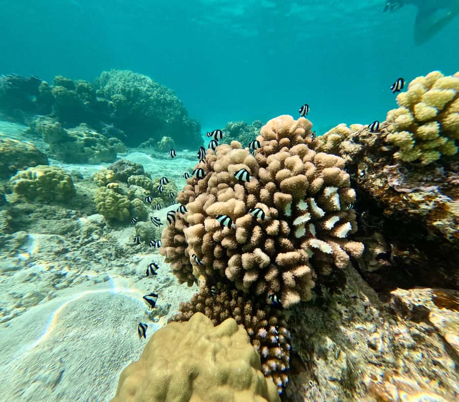 E-Board private tour of Moorea lagoon - Photos and same-day videos: instant memories, not a waiting game
