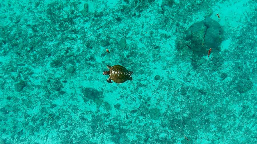 E-Board private tour of Moorea lagoon - What to bring (and what to leave behind) for a smooth ride