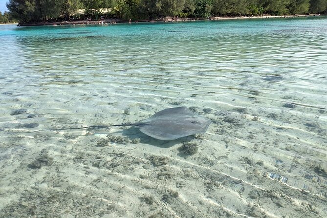 Eco guided excursion to the lagoon of Moorea in a transparent kayak Afternoon 2h - Motu break and fruit juice: the part that turns it into a real outing