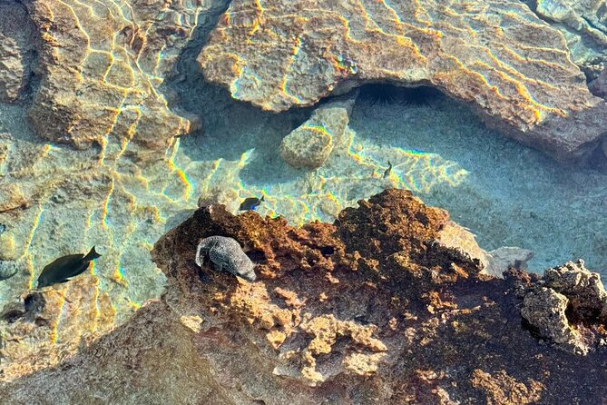 Excursion The Blue Lagoon and Reef Island - A full-day Rangiroa circuit you can actually fit