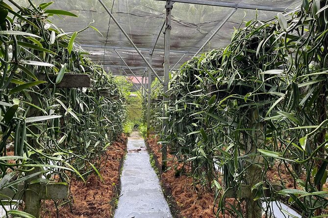 Explore the Vanilla Island Full-Day Tour to Taha’a from Bora Bora - Ia Ora Na Pearl Farm: Learn the Craft Behind Black Pearls