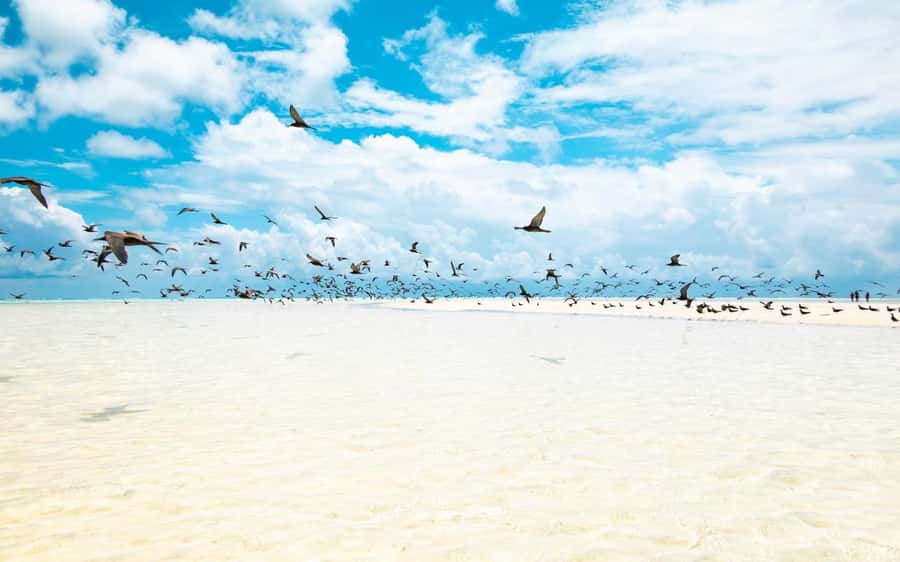 From Tahiti: Tetiaroa Island Tour by Sailing Catamaran - Price and logistics: does $227 feel fair?