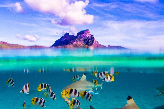 Full-Day Bora Bora Lagoon Cruise Including Snorkeling with Sharks and Stingrays - Key highlights