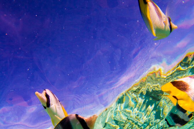 Full-Day Bora Bora Lagoon Cruise Including Snorkeling with Sharks and Stingrays - Guides, music, and that sense of being hosted