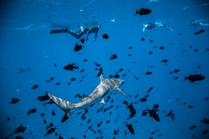Full-Day Bora Bora Lagoon Cruise Including Snorkeling with Sharks and Stingrays - Practical snorkeling tips so you enjoy the whole day