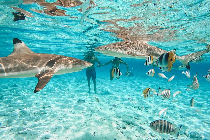 Full Day Lagoon Group Tour in Bora Bora with Lunch - Bora Bora Lagoon Tour at a Glance: what you really get for $184.21