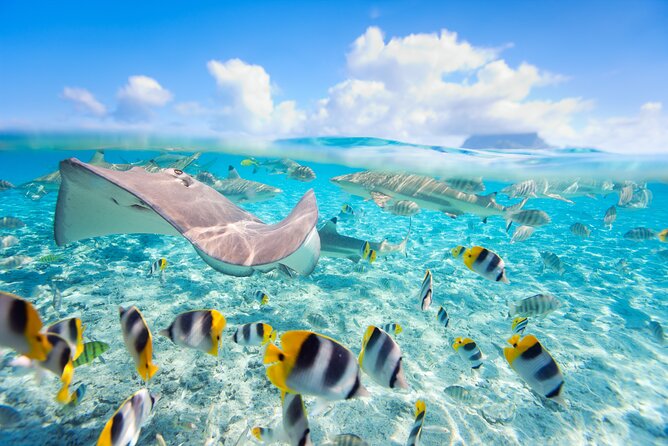 Full Day Lagoon Group Tour in Bora Bora with Lunch - Coral garden snorkeling: where the lagoon starts to feel unreal