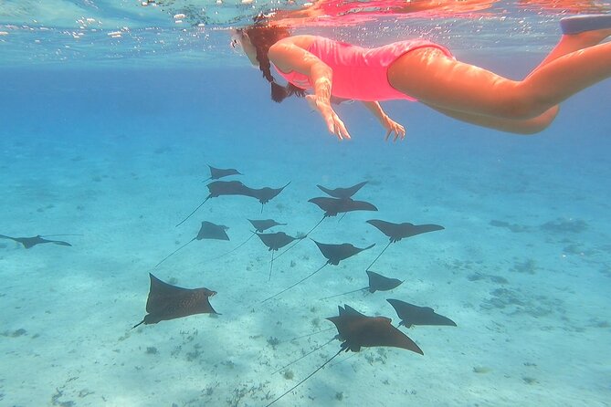 Full-day Lagoon Safari Tour with Lunch in Bora Bora - Shared tour - Key highlights you’ll care about