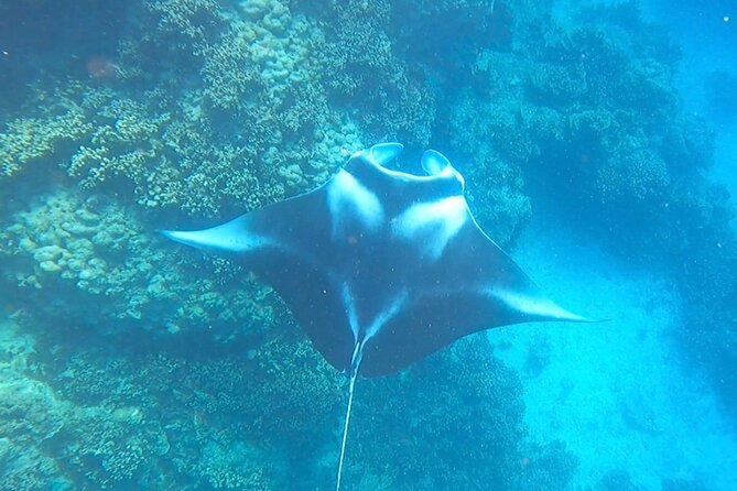 Full-day Lagoon Safari Tour with Lunch in Bora Bora - Shared tour - Stop 2: The sanctuary stop for stingrays and blacktip reef sharks
