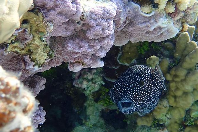 Full-Day Private Boat Tour of Bora Bora Lagoon with Snorkel - Pricing and value: $1,400 per group, up to 4 people