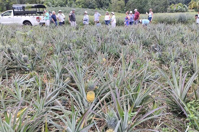 Guided Excursion in 4x4 in Moorea between Land and Sea - Stop 4: Manutea Tahiti and Rotui fruit tastings