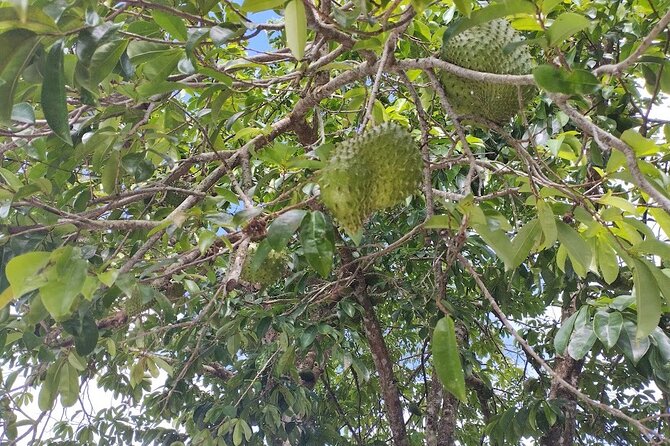 Guided Excursion in 4x4 in Moorea between Land and Sea - Stop 5: Moorea Tropical Garden, 360-degree views and Polynesian dishes