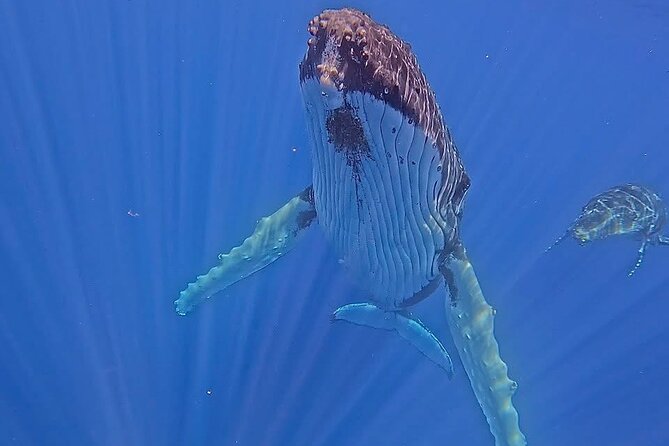Guided Small Group Whale Watching and Swim Tour Tahiti - Key things that make this tour worth your morning