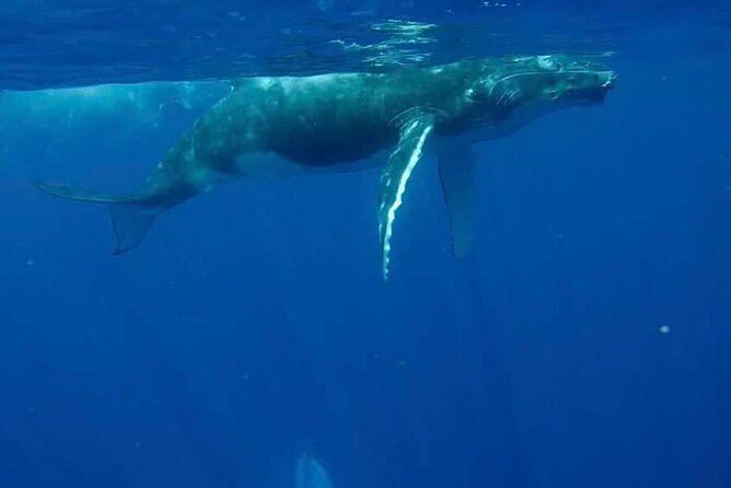 Guided Small Group Whale Watching and Swim Tour Tahiti - Small-Group Whale Time on Tahiti’s Comfort-First Boat