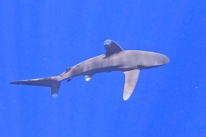 Guided Small Group Whale Watching and Swim Tour Tahiti - The Whale Swim Rules: When You Get In, and When You Stay Afloat