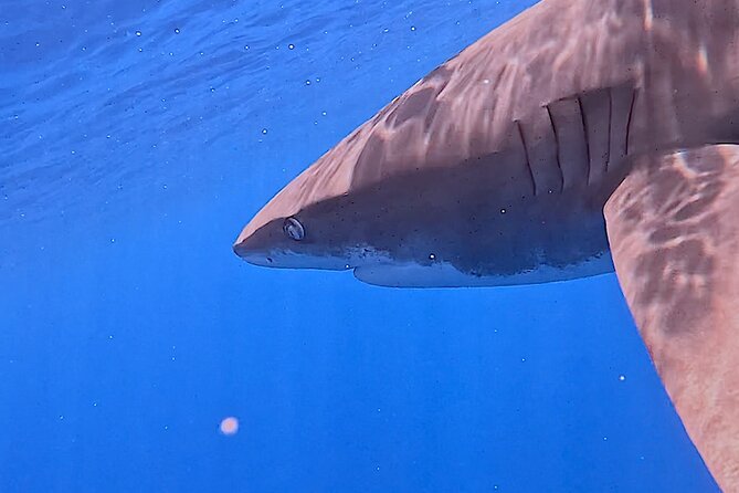 Guided Small Group Whale Watching and Swim Tour Tahiti - Snorkeling Gear and Wetsuits: Why Warmth Still Matters