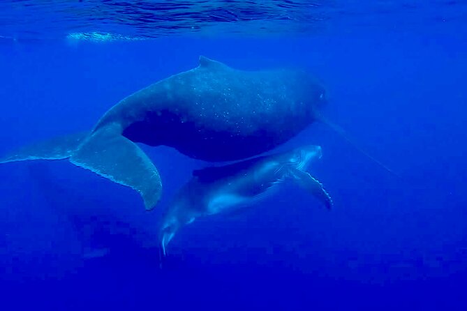 Guided Small Group Whale Watching and Swim Tour Tahiti - The On-Water Pace: Searching, Briefing, and Watching Like a Pro