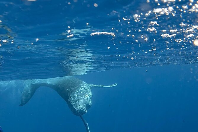 Guided Small Group Whale Watching and Swim Tour Tahiti - Snacks, Drinks, and a Real-Time Break