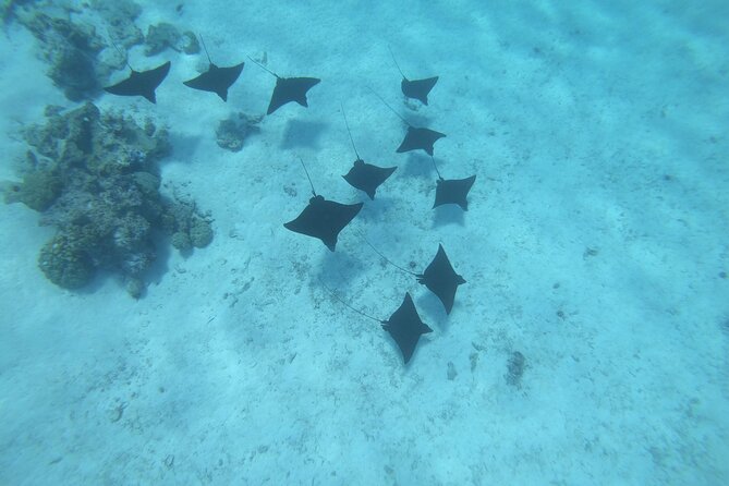 Half a day to discover Bora Bora with O-sea - Who should book this half-day O-sea Bora Bora tour
