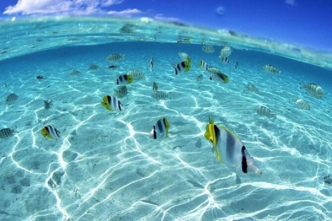 Half day Eco Snorkeling small group Tour in Bora Bora - Price of 139.68 and Whether It Feels Worth It