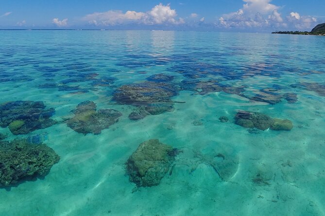 Half Day Private Boat Snorkeling Excursion Moorea - Tiahura and Motu Tiahura: turtles, stingrays, and blacktip sharks