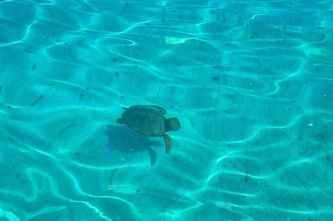 Half Day Private Boat Snorkeling Excursion Moorea - Haapiti dolphin watching: the right kind of hope