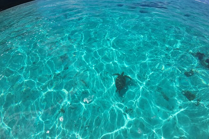 Half Day Private Boat Snorkeling Excursion Moorea - How long it takes, what you should bring, and how to time your day