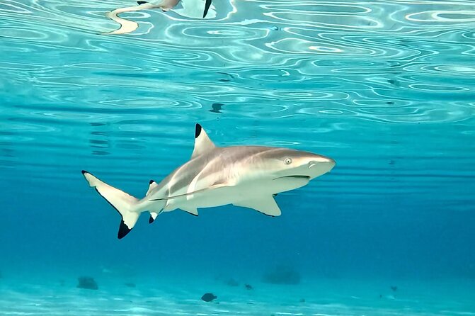 Half Day / Private Lagoon Adventure in Mo'orea - Who should book this Moorea lagoon adventure?