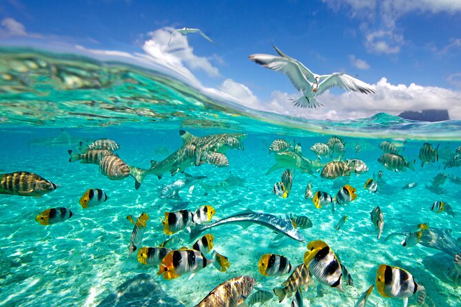 Half Day Private Lagoon Snorkeling Experience - The reef-to-ray transition: shallow water interaction after snorkeling