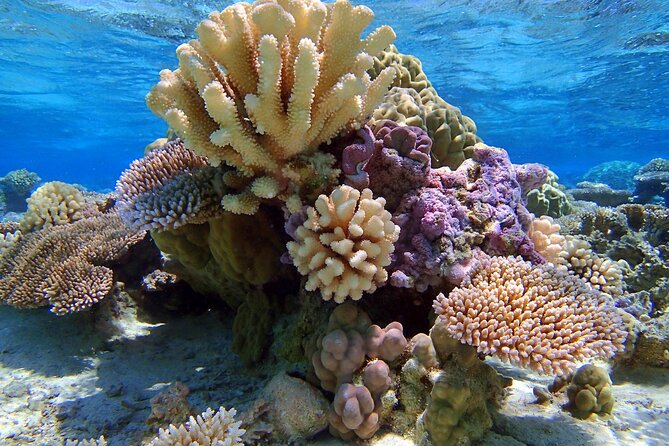 Half Day Private Lagoon Snorkeling Experience - Included convenience that actually matters: pickup, drop-off, and gear