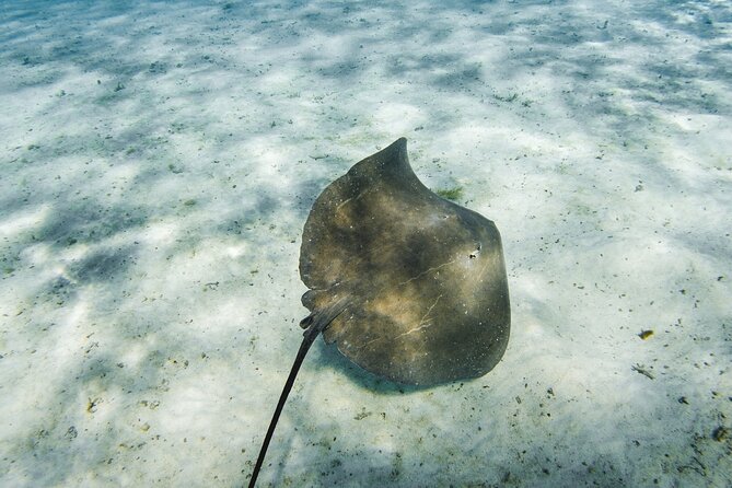 Half-Day Private Luxury Tour from Bora Bora - Stop One: stingrays, a coral garden swim, and black tip sharks nearby