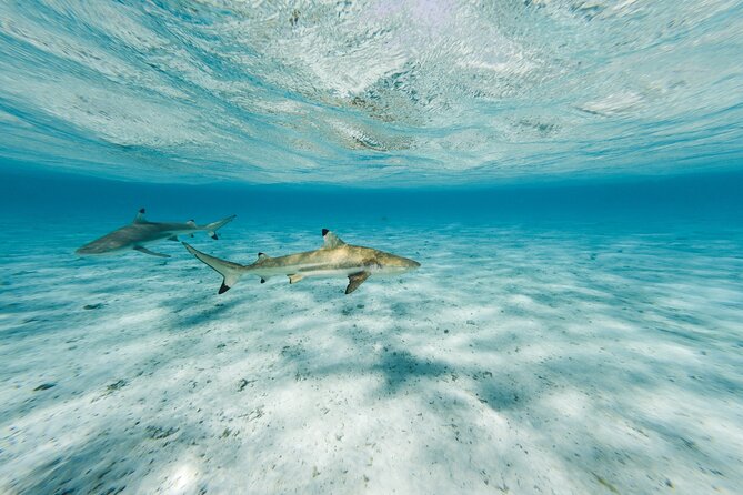 Half-Day Private Luxury Tour from Bora Bora - How the second and third snorkeling stops keep the day flexible