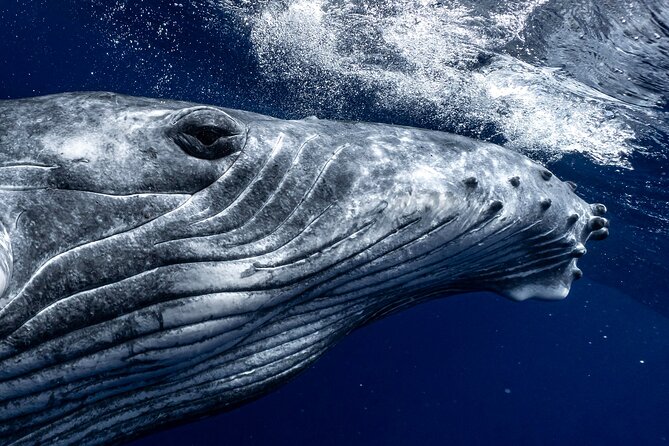 Half Day Private Whale Watching in Moorea - Key Highlights I’d Prioritize