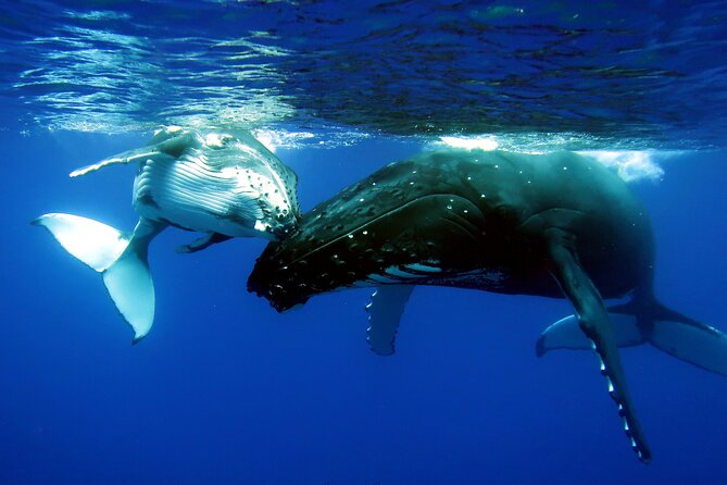 Half Day Private Whale Watching in Moorea - Whale Season Is the Real Reason to Book This Half-Day