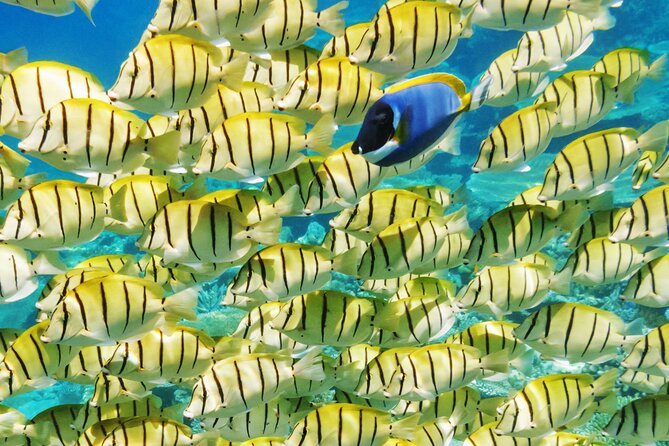 Half-Day Small-Group Cruise in Bora Bora with Snorkelling - Key things that make this Bora Bora snorkeling cruise worth your time
