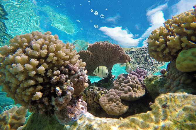 Half-Day Small-Group Cruise in Bora Bora with Snorkelling - Half-Day Timing That Works With Real Bora Bora Days